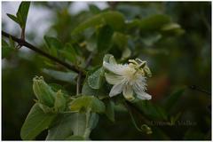 Passiflora subpeltata